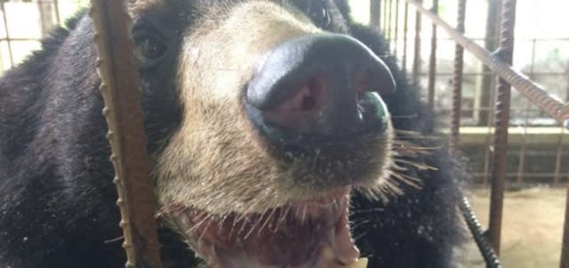 Bear has huge 3kg tongue removed