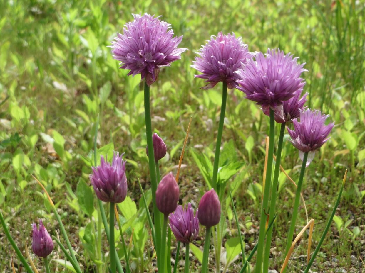 <span class="caption">_Allium schoenoprasum_, better known as chives.</span> <span class="attribution"><a class="link " href="https://flic.kr/p/Tvikbd" rel="nofollow noopener" target="_blank" data-ylk="slk:Andreas Rockstein/Flickr;elm:context_link;itc:0;sec:content-canvas">Andreas Rockstein/Flickr</a>, <a class="link " href="http://creativecommons.org/licenses/by-sa/4.0/" rel="nofollow noopener" target="_blank" data-ylk="slk:CC BY-SA;elm:context_link;itc:0;sec:content-canvas">CC BY-SA</a></span>