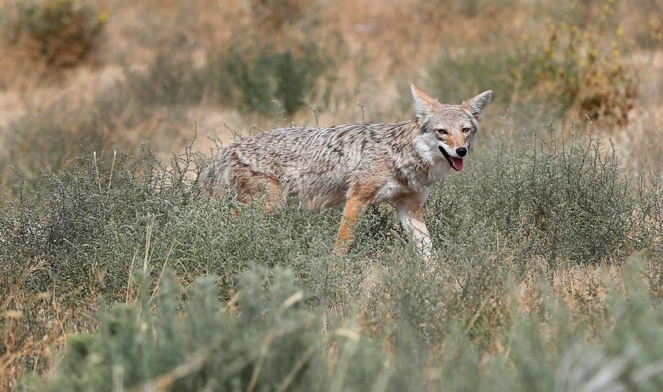 A wandering coyote walks around tumbleweeds just off the shoulder of the roadway of Clodfelter Road near the five-corners area in west Kennewick.