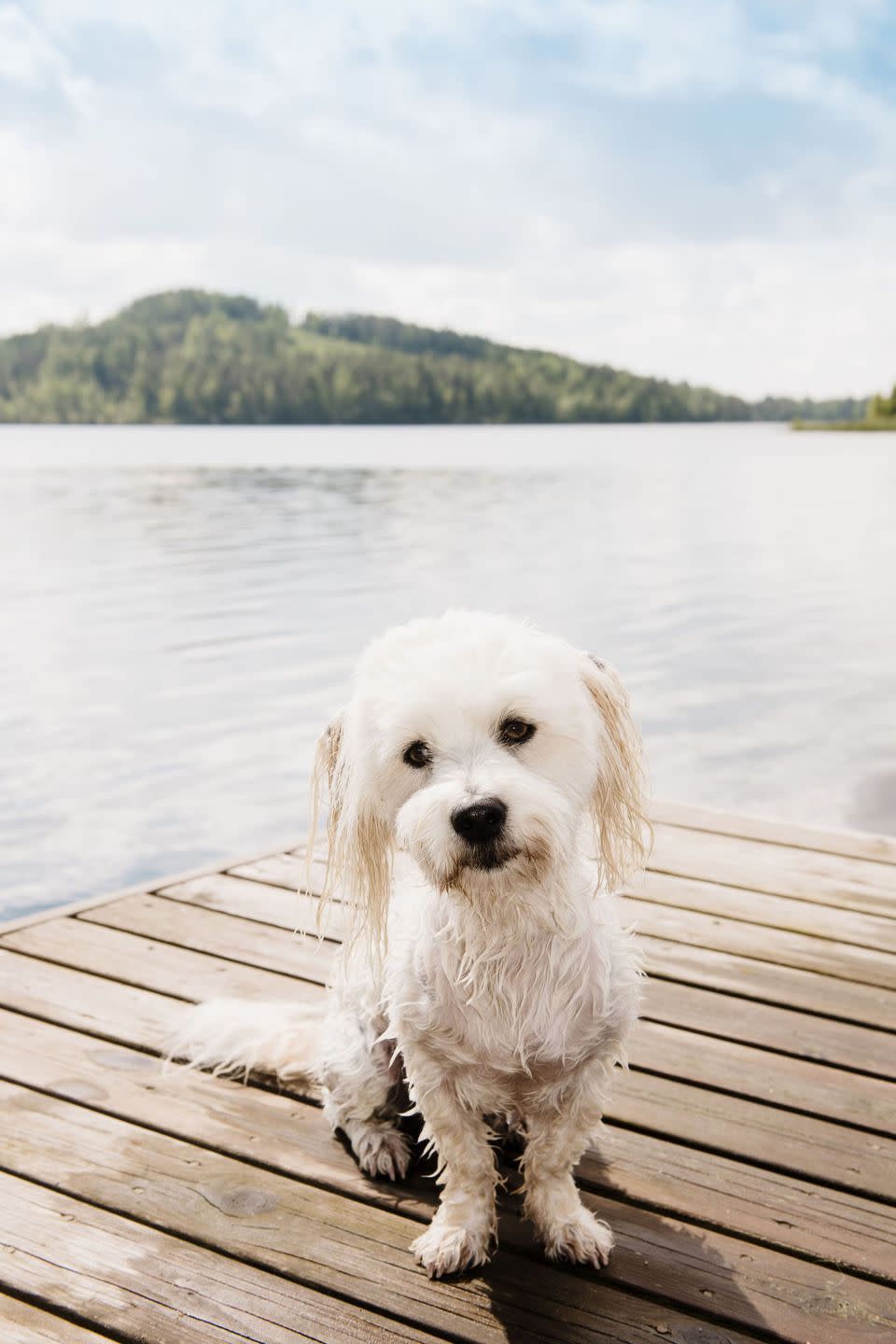 Coton de Tulear