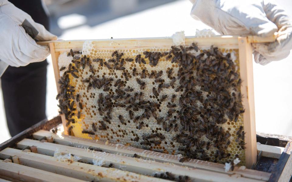 Beekeeping may be in vogue, but it is not always beneficial to wild populations - OLI SCARFF