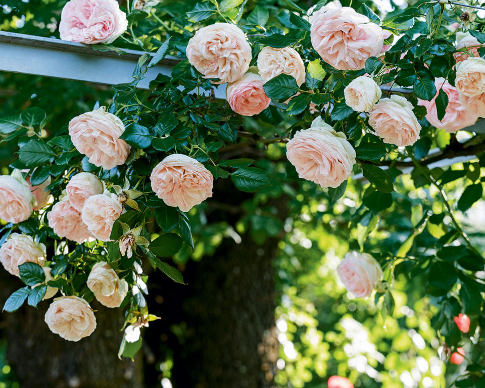 <p> No list of English garden ideas is complete without rampant climbers, especially climbing roses, scrambling over arbors, pergola ideas and trellises. Interweave your planting with other climbers, like clematis and honeysuckle, to create a soft romantic look. </p> <p> Choose a variety of roses, like ‘Madame Alfred Carrière’, a favorite of renowned English author and garden designer Vita Sackville-West who featured it in her famous garden at Sissinghurst and planted many other climbers to cover the walls there too. </p> <p> Keep the color coming by extending the season and adding Virginia creeper into your planting mix for a stunning fall show. </p>