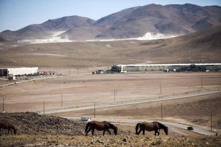 Wild horses walk near the proposed site of Tesla's factory at the Tahoe-Reno Industrial Center, in McCarran, Nevada, September 16, 2014. REUTERS/Max Whittaker