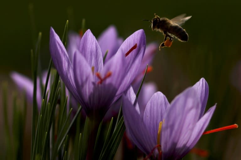 Spanish saffron is "among the best of anywhere," says Pat Heslop-Harrison, professor of agricultural biology at Britain's Leicester University