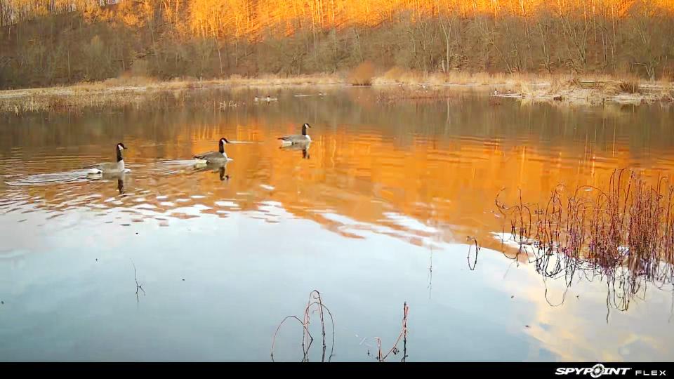 A motion-triggered wildlife camera used by Sycamore Land Trust to monitor the wildlife present at the Old Ind. 37 property captured geese in the wetland area just after sunrise.
