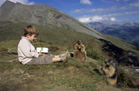 Ein gemütliches Picknick in den Alpen: Die Nagetiere scheinen Matteo als Teil ihres Rudels anzusehen.