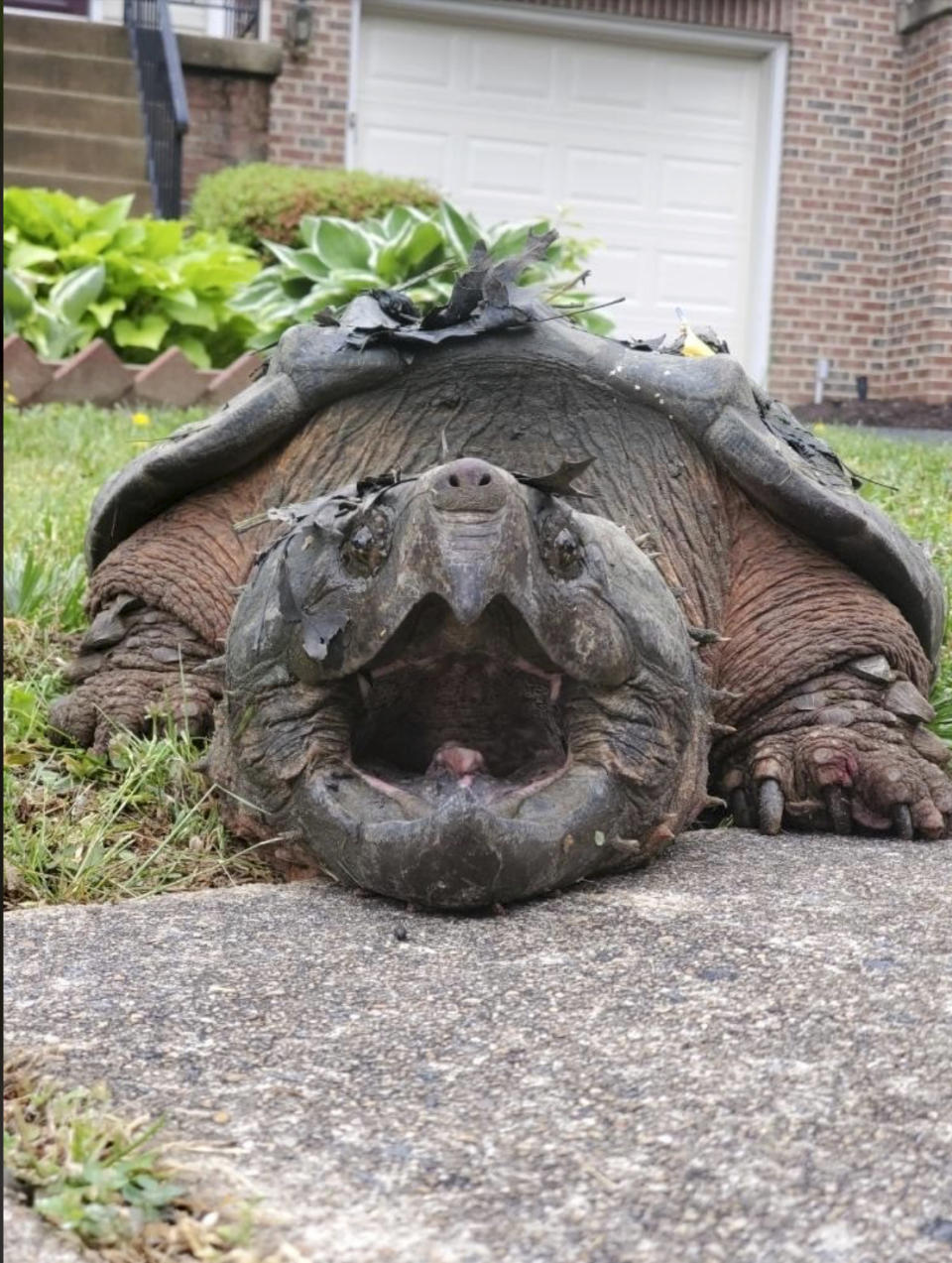 FILE - This 2020 photo provided by the Fairfax County Police Department shows a 65-pound (29-kilogram) alligator snapping turtle in Alexandria, Va. The U.S. Fish and Wildlife Service said Monday, Nov. 8, 2021, that it is proposing threatened status for alligator snapping turtles. Every state in their range now protects them, but the lingering effects of catching the turtles for alligator soup are among reasons their numbers are now so low. (Fairfax County Police Department via AP, File)