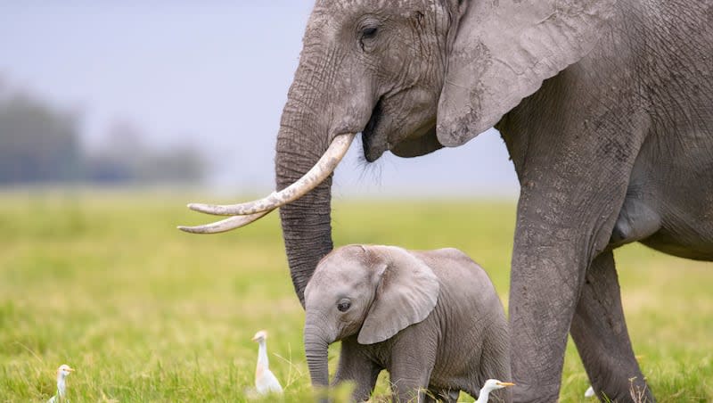 An African elephant calf feeds close to its mother.