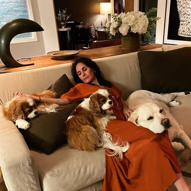 courteney-cox-dogs-sleeping