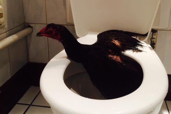 Chicken found drinking in toilet in London casino rescued