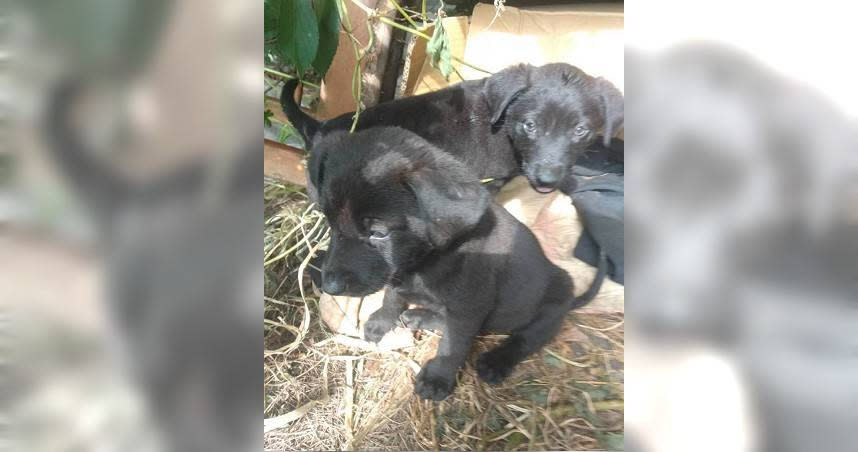 雲林縣口湖鄉黃昏市場攤位陸續被丟棄20餘隻幼犬，裝監視器逮人卻無法可管。（圖／劉姓民眾提供）