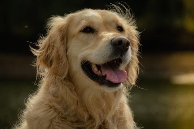 Adorable moment golden retriever gets scared by plastic hair clip