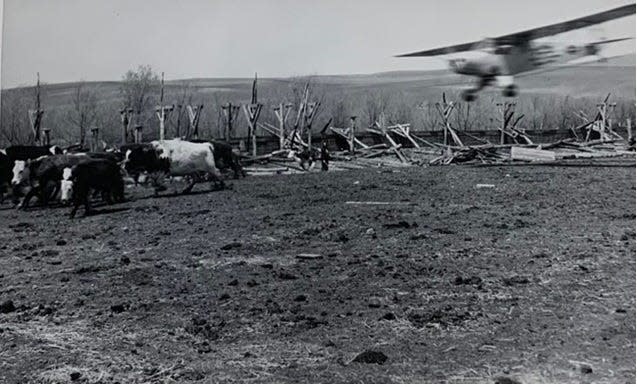 Unknown photographer, airplane chasing cattle in Pen, N.D.