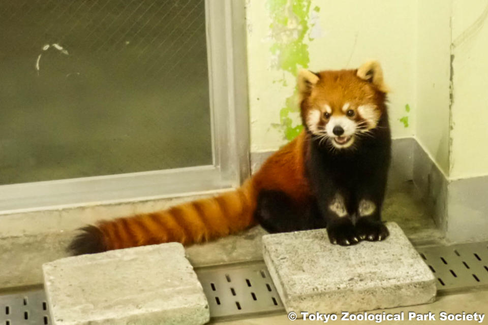 <strong>「可頌」將在日本相親。（圖／台北市立動物園）</strong>