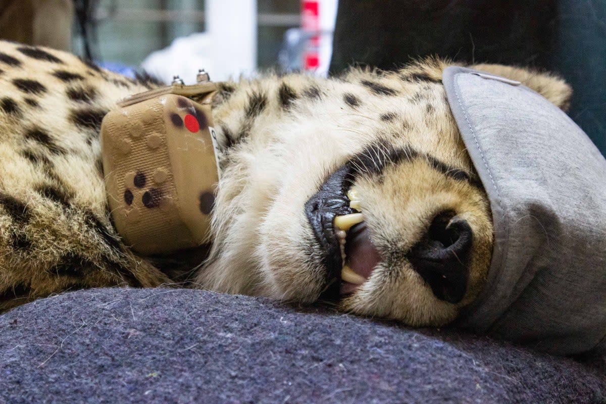 One of the Namibian cheetahs, wearing a satellite radio collar, is seen tranquillised before its transfer to Kuno National Park in the state of Madhya Pradesh (Cheetah Conservation Fund)