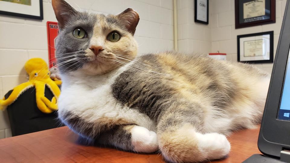 Sadie surveys The Fayetteville Observer's Myron Pitts from the desk of Elaine Smith, director of Cumberland County Animal Services, on Jan. 11, 2023.