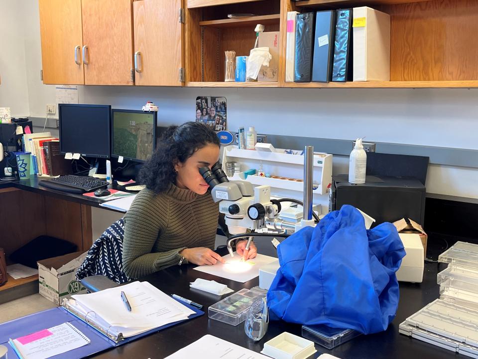 FDLE Trace Materials Analyst Indirha Meulens prepares a paint sample by separating its layers for analysis.
(Credit: Photo provided)