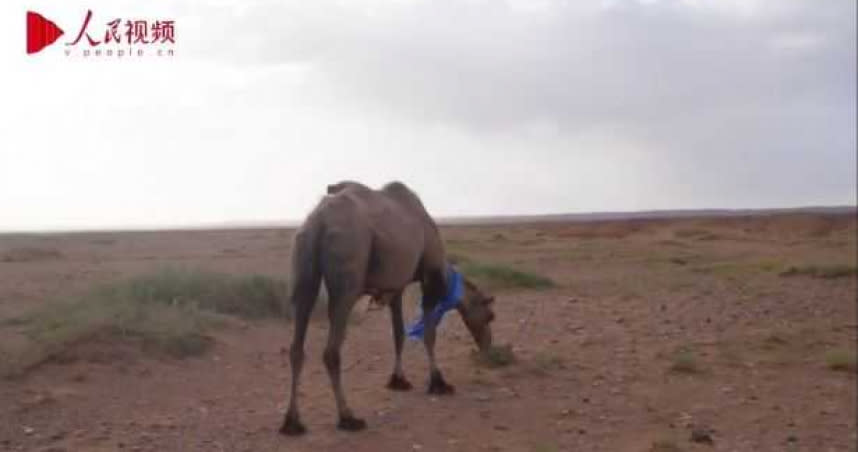 老駱駝長途跋涉100公里滿身傷回家。（圖／人民視頻）