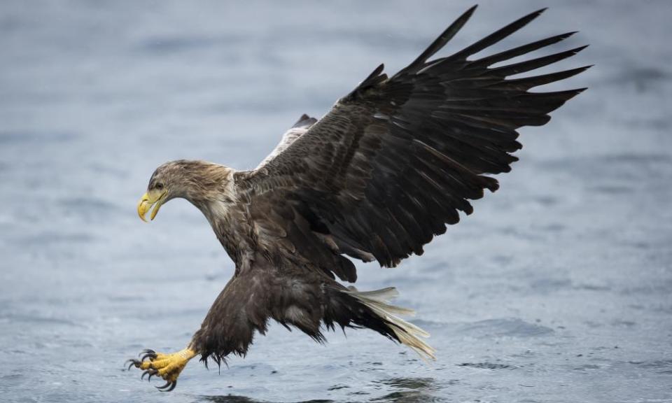 A white-tailed sea eagle comes down to catch a fish.