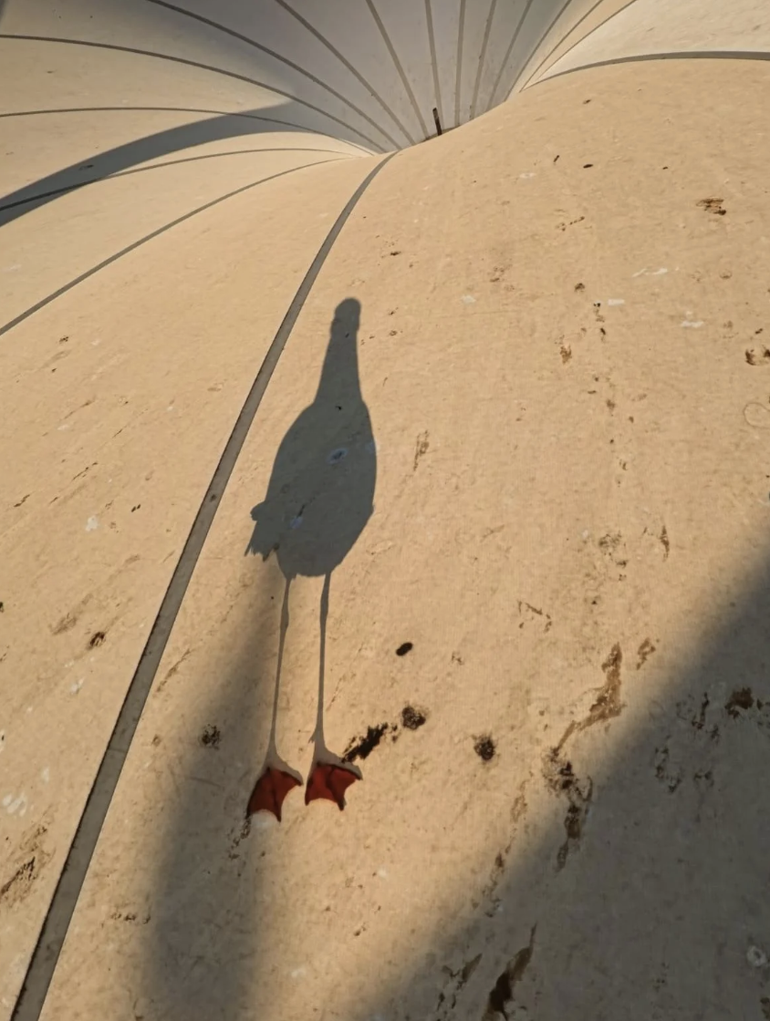 Shadow of a bird with webbed feet projected on a flat, light-colored surface. Visible lines and slight textures are on the surface