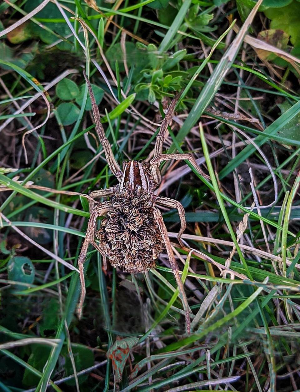 A female wolf spider carries her newly hatched offspring around on her back.