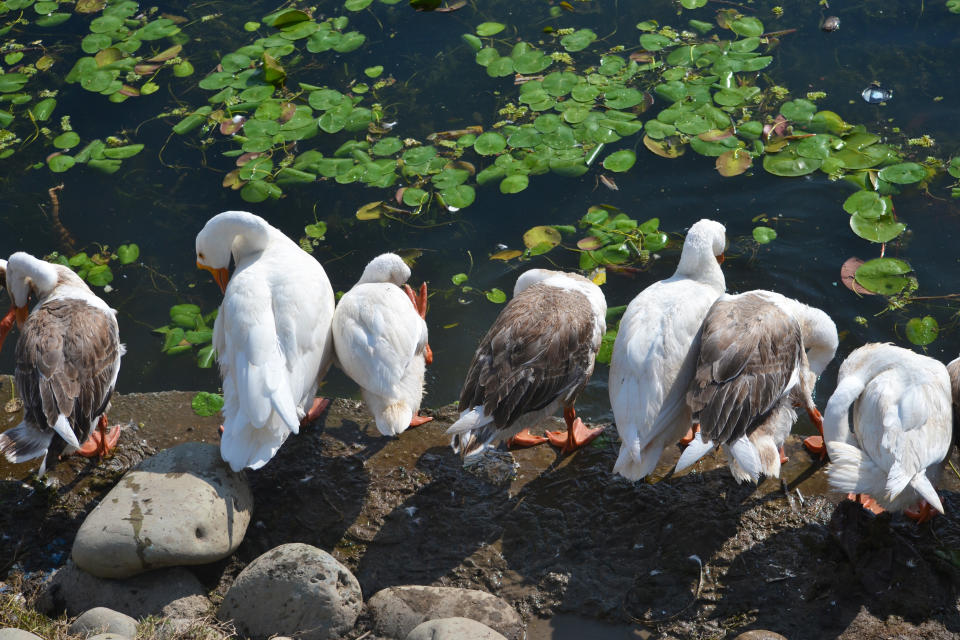 <p>Eine Gruppe von wilden Gänsen sitzt am Rande des Dal-Sees, der einige Kilometer nördlich der indischen Stadt Srinagar liegt. Die Tiere ruhen sich bei Temperaturen um 30 Grad Celsius aus. (Bild: Masrat Zahra/SOPA Images/LightRocket via Getty Images) </p>