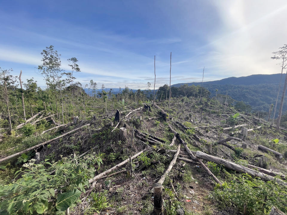 A June 2023 photo of recently felled rainforest trees adjacent to a new road being driven into the highlands of Aceh province, Indonesia on the northern tip of Sumatra island.  