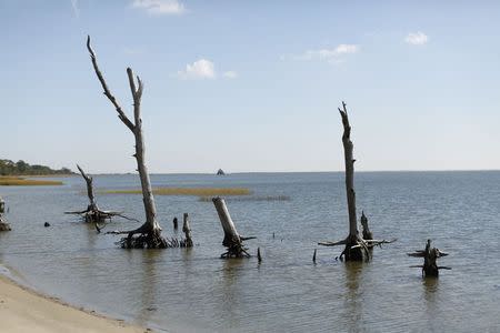 Remains of trees in a coastal ghost forest display rising sea levels on Assateague Island in Virginia, October 25, 2013. REUTERS/Kevin Lamarque