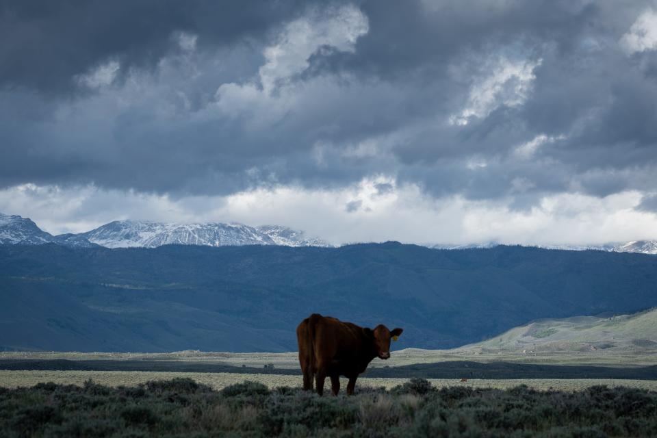 Cattle graze in the foothills of the Wind River Range on June 13, 2022, south of Pinedale, Wyoming. Snow in these mountains is a major source of Colorado River water.