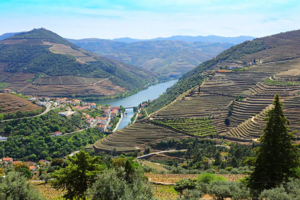 the vineyards of douro valley in portugal high angle landscape image of the douro river with the surrounding villages and vineyards as seen from a scenic road viewpoint