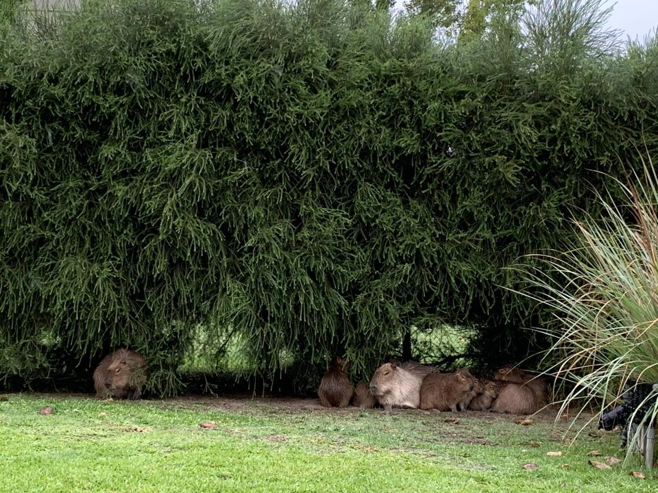 A family of capybaras shelter under some hedges in Nordelta, greater Buenos Aires, on March 17, 2022.<span class="copyright">Ciara Nugent</span>