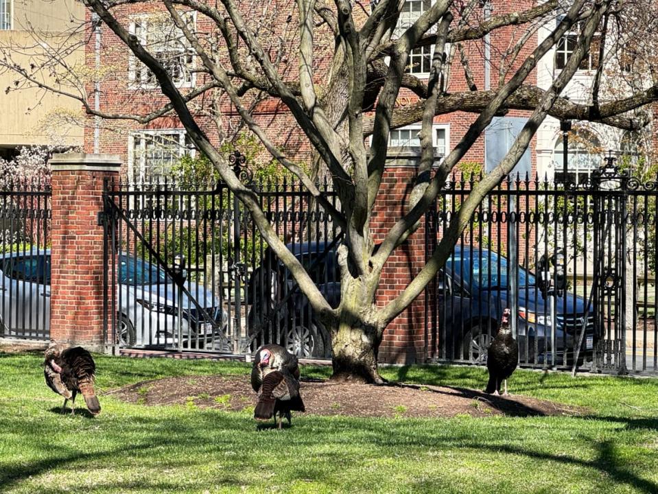 Harvard Gaza protest