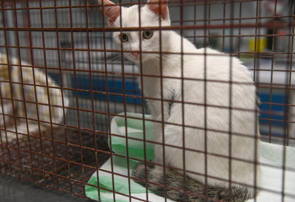 Veterinarian Dr. Lynnly Miller, of the Animal Medical Hospital, cares for the feral cats trapped by Daria Weber, being spay or neutered, on Wednesday, Dec. 1, 2021, at her office in Stuart. After undergoing medical treatment by Dr. Miller and her staff, the feral cats will be released by Weber where they were trapped as part of the county-approved trap and release program.