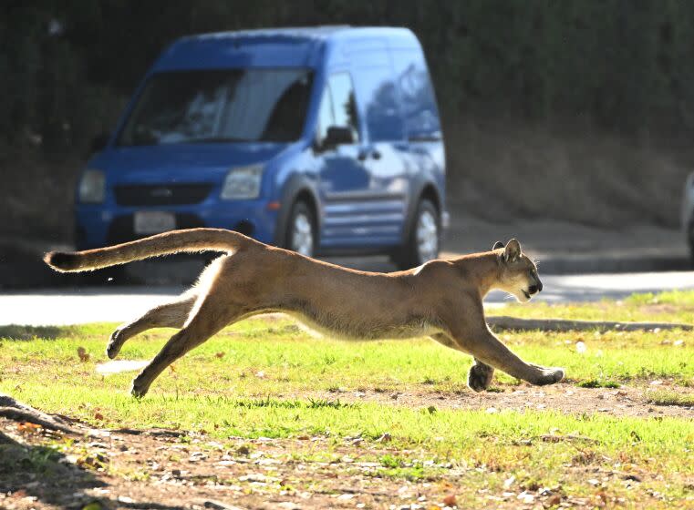 A mountain lion darts from a hiding are in Brentwood Thursday, Oct. 27, 2022, prompting a precautionary lockdown of a nearby elementary school.The lion was initially hiding amid some trees in an alleyway near the Brentwood Country Club.