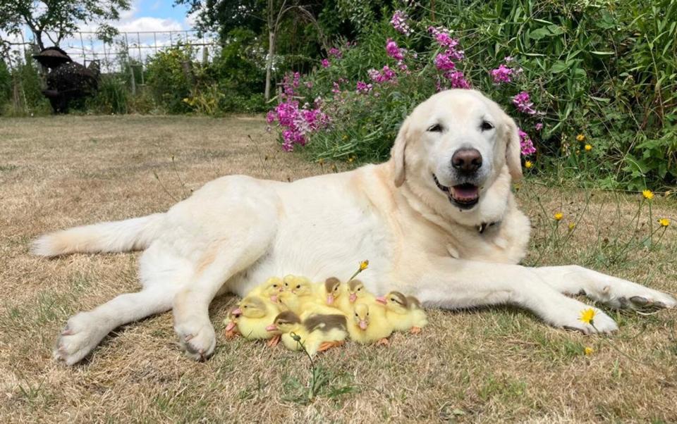 A group of 15 orphaned ducklings have an unlikely new foster dad - a golden Labrador called FRED. See SWNS story SWCAducks; Remarkably this is the second time Fred has made headlines after adopting nine orphaned ducklings when he was ten years old in 2018. Now years later the old dog has become the proud father to a new brood. Pictures and video show the ducklings adorably huddling between his front legs and even on top of him as they lay together in the sun at Mountfitchet Castle, Essex The ducklings were orphaned after their mother mysteriously disappeared overnight at the Castle in Stansted.