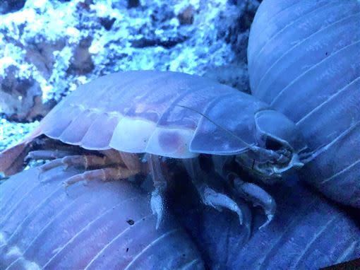  深海區的獨特生物首次在台亮相。（圖上／業者提供；圖下／記者邱榮吉攝）