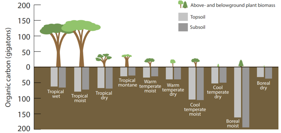 Different forest types around the world store varying amounts of carbon. Warm tropical regions tend to store much more carbon in plants, while cool boreal forests have enormous carbon stores in soil. <a href="https://www.fs.usda.gov/ccrc/topics/global-carbon" rel="nofollow noopener" target="_blank" data-ylk="slk:U.S. Forest Service;elm:context_link;itc:0;sec:content-canvas" class="link ">U.S. Forest Service</a>