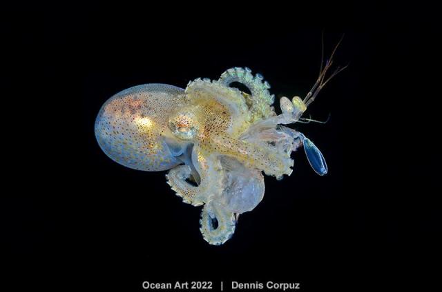 Photographer captures image of rare fish that walks on its 'hands