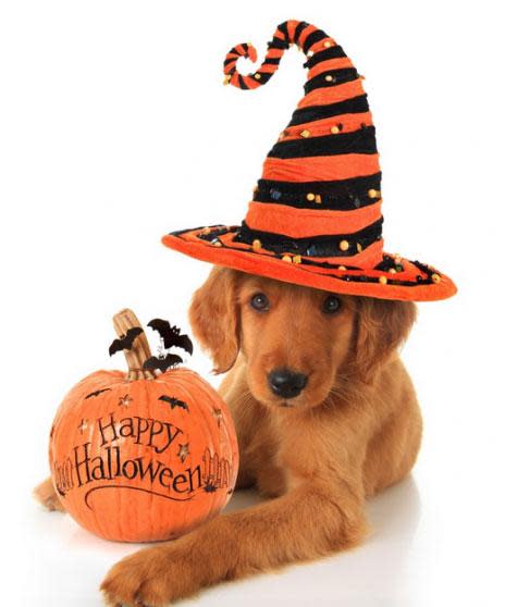 halloween-dog