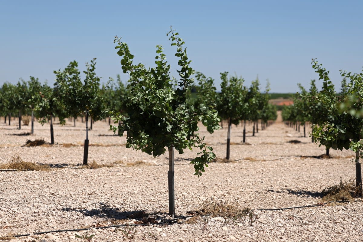 A field of pistacho trees growing in a very dry field in Daimiel, in the Castilla La Mancha region (AFP via Getty Images)