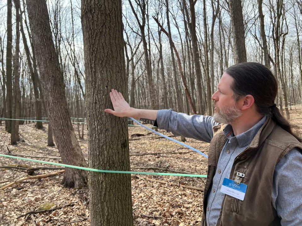 Genesee Country Village & Museum Nature Center director Adam Henne points out previous tap marks on a sugar maple tree on the museum property on March 14, 2024.