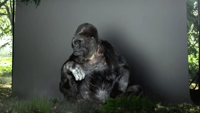 Koko, the 44-year-old gorilla who scientists claim can communicate through sign language. Photo: The Gorilla Foundation