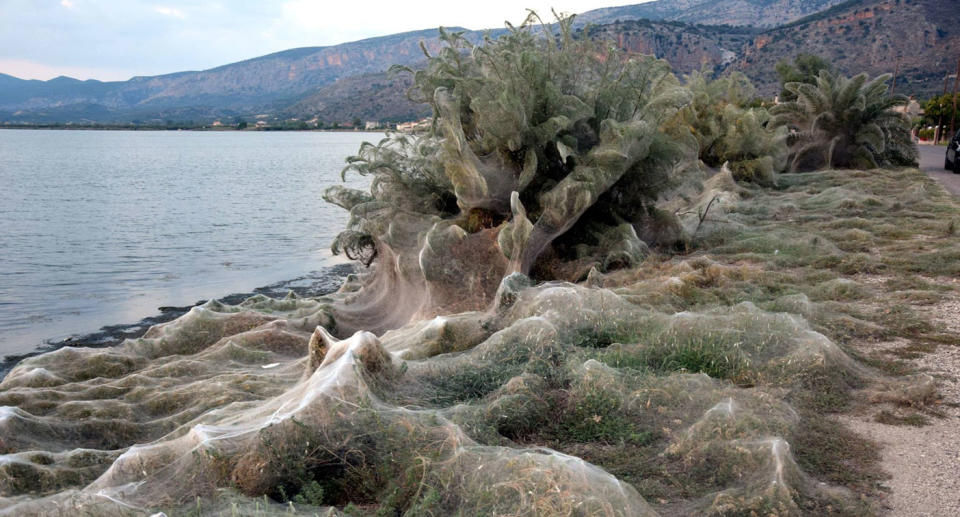 The lagoon in Aitoliko, Western Greece, is now shrouded in webs, burying vegetation in a mass of spider silk, filled with mating spiders and their young. Source: Facebook/ Giannis Giannakopoulos