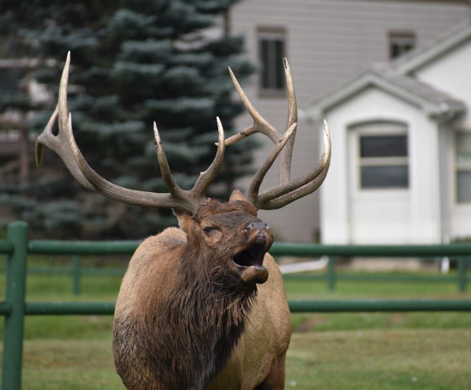 A bull elk bugles on the Lake Estes Golf Course in Estes Park on Sept. 13. Elk are prevalent in the area during the fall mating season.