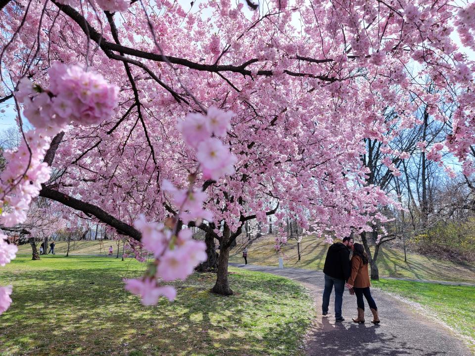 A man and woman walking ahead of the photographer hold hands and kiss among the pink blossoms of a nearby tree.