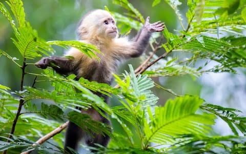 Capuchin monkey - Credit: istock