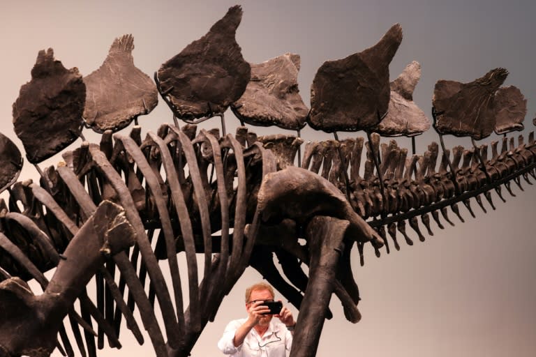 Le squelette d'un stegosaure vieux de 150 millions d'années exposé le 10 juillet 2024 dans les locaux de Sotheby's à New York, où il sera vendu aux enchères le 17 juillet (Charly TRIBALLEAU)