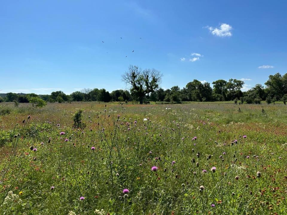 Sitting off the banks of the Brazos River, Fuller's Folly River Ranch in Weatherford, Texas, offers four unique accommodations — a 1920s farmhouse, a safari tent, and two impressive treehouses — all designed to connect guests with nature.