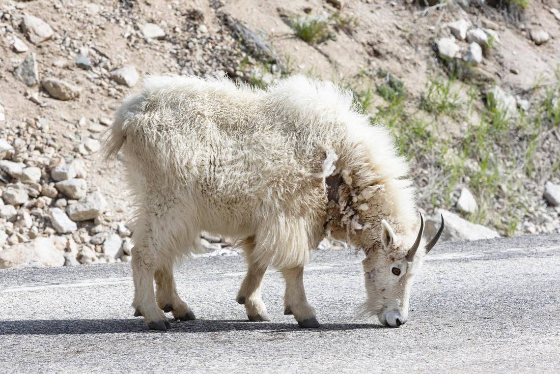 A mountain goat licks salt from the road on Idaho 21 near Stanley on June 1, 2021.