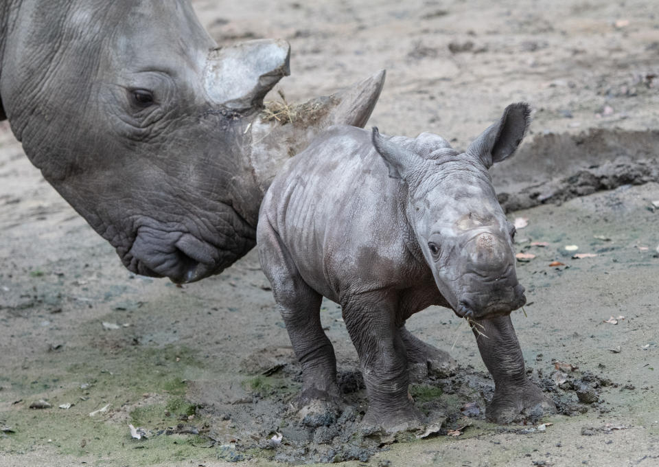 The Zurich Zoo has obtained a rare white rhino. (Bernd Thissen/picture alliance via Getty Images)